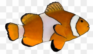 Tropical Fish Clip Art - Clown Fish White Background