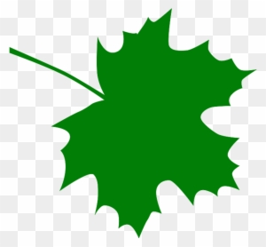 Sugar Maple Leaf Clipart Kid - Green Maple Leaf Clip Art