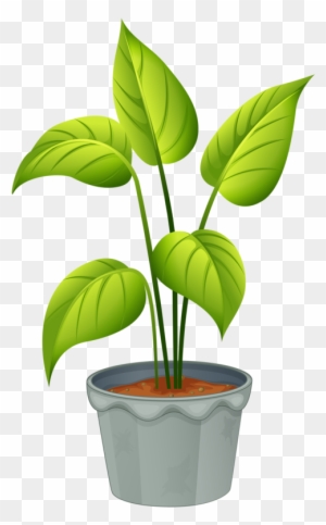 Green Home Plant - Flowering Plant And Non Flowering Plant