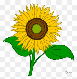 free clip art sunflowers