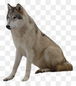 Wolf Png Clip Art - Wolf With Transparent Background