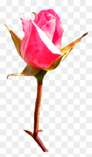Pink Rose Bud Clip Art - Rose Bud Art