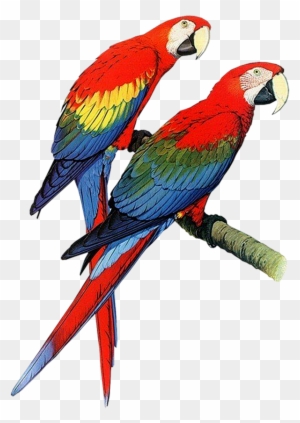 Download Parrot Png Transparent Images Transparent - Parrots Of The World Book