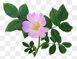 Rose Clipart - Flower With Leaves Png