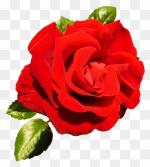 Red Rose For Valentine's Day - Valentine Single Roses Png