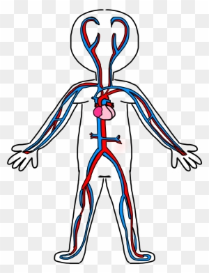 Circulatory System Drawing Kids - Circulatory System For Coloring