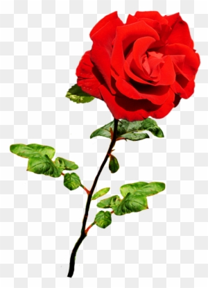 Beautiful Valentine Rose - Valentine Single Roses Png