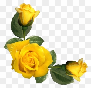 Yellow Roses - Inspirational Quotes With Yellow Roses
