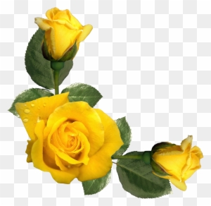 Yellow Rose Clipart, Transparent PNG Clipart Images Free Download -  ClipartMax