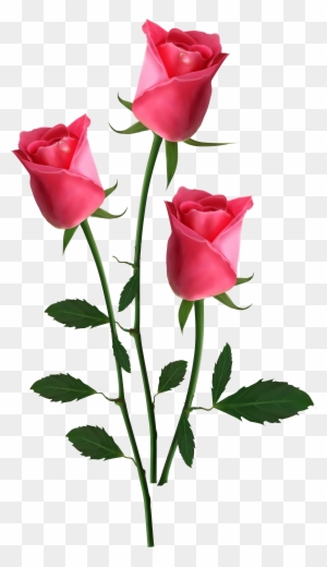 Garden Roses Flower Clip Art - Beautiful Roses Png