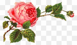 Isn't This Digital Pink Rose Clip Art Gorgeous I Created - Vintage Rose Clip Art