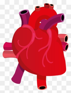Human Heart Clipart Png - Human Heart Vector Png