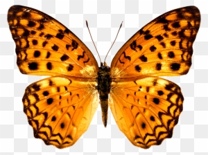 Colorful Butterfly Wallpapers Free Download Ultra Hd - Butterfly Images Free Download