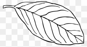 Outline Of A Butterfly 15, Buy Clip Art - Leaf Outline White