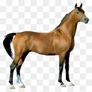 Chestnut Horse Clipart - Horse Clipart Real