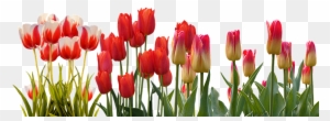 Spring Parade Of Tulips - Tulip Png