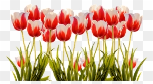 Tulips, Spring, Nature, Flower, Flowers - Tulip Field Png