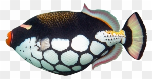 Tropical Fish 1 2 3 - Trigger Fish Clip Art