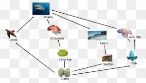 Food Chain In Great Barrier Reef