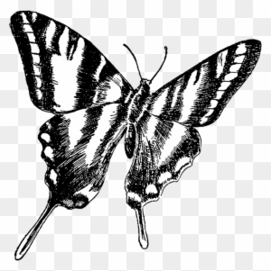 Black And White Butterflies Pictures 24, Buy Clip Art - Share Your Passion Quotes