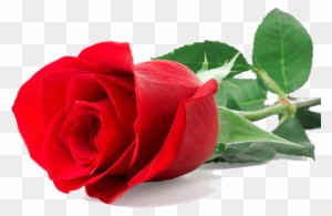 Single Red Rose - Single Red Rose Png