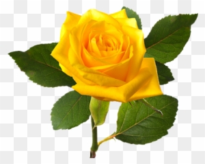 Download Png Image Report - Single Yellow Rose Flower