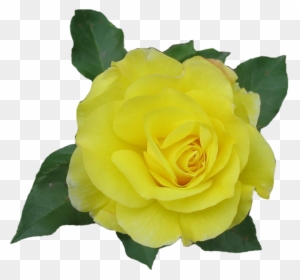 Rose Yellow Png By Aidana2010 - Yellow Single Rose Png
