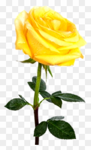 Yellw Rose Png Transparent Images Free Gallery - Yellow Rose Transparent Background