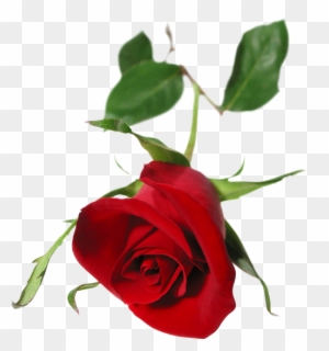 Red Rose - Single Red Rose