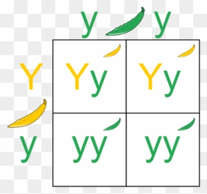 This Image Rendered As Png In Other Widths - Punnett Square