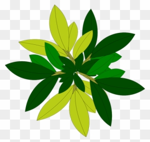 Daun Pohon - Tree Vector Top View Png