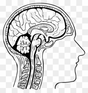 Brain Clipart Black And White 6 Nice Clip Art - Brain Cross Section Drawing