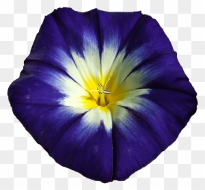 Winds Blue Flower Blossom Bloom Png Image - Japanese Morning Glory