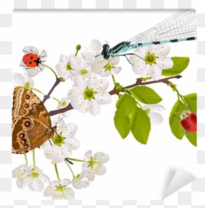 Cherry Tree Flowers And Bright Insects On White Wall - Falling Flower Vector