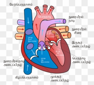 Page 2 For Query Human Heart Sketch Diagram - Tobacco Effects On The Heart