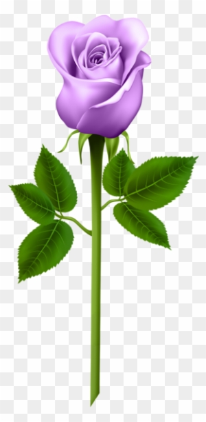 Purple Rose Transparent Png Image - Word Cards For Parts Of A Plant