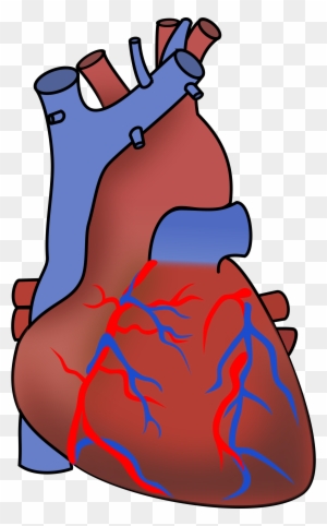 Big Image - Human Heart Clipart Transparent Background