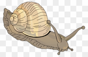 Snail Clipart Schliferaward - Clipart Snail