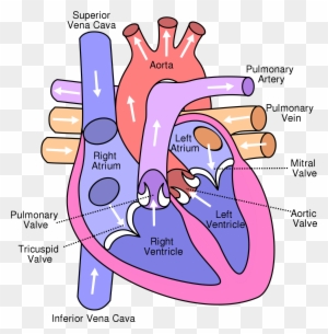 Wikipedia, The Free Encyclopedia - Heart System