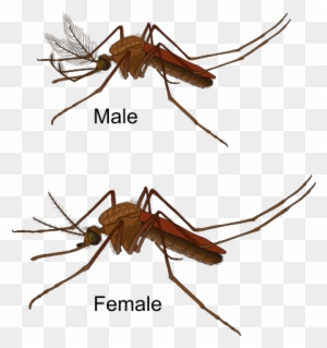 Why Are Mosquitoes Attracted To Some People More Than - Male Mosquito Vs Female Mosquito