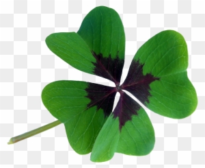 Oxalis Acetosella Red Clover Four-leaf Clover Luck - Four Leaf Clover Lucky Charm