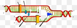 Dna Replication Clipart - Dna Replication Steps - Free Transparent PNG ...