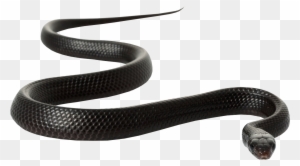 Black Rat Snake Clip Art - Ap & G Co Inc 2pk Rat/mou/snake Trap