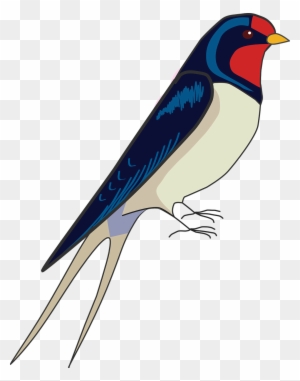 How To Draw A Bird Step By Step - Draw A Swallow Step By Step