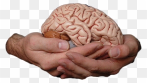 How Your Brain Works - Does Your Brain Look Like