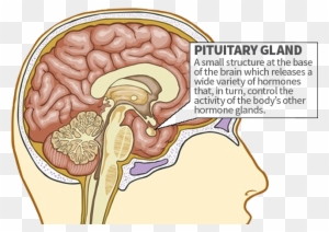 Limbic System Pituitary-gland - Smoking Effects On Brain