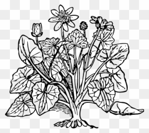 Celandine Outline, Plant, Nature, Lesser, Celandine - Coloring Picture Of Plants