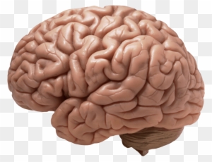 Pin Brain Clipart Transparent - Does Your Brain Look Like