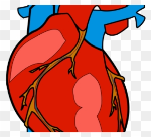 Human Heart Clipart - Human Heart Clipart
