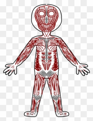 Anatomy Clipart Transparent - Body Systems Clipart